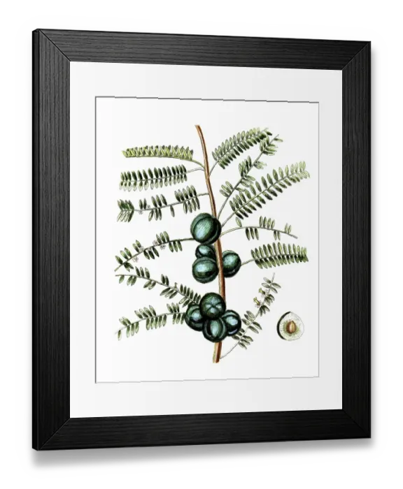 Framed Print : Phyllanthus emblica, Amla tree or Ambla tree Framed Print : Phyllanthus emblica, Amla tree or Ambla tree