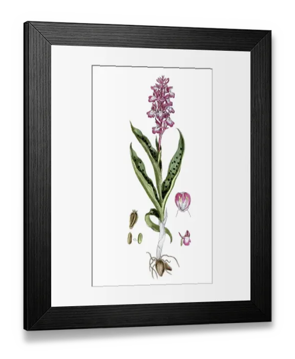 Framed Print : Orchis mascula, Orchis mascula