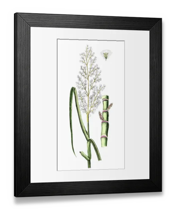 Framed Print : Saccharum officinarum, sugar cane Framed Print : Saccharum officinarum, sugar cane
