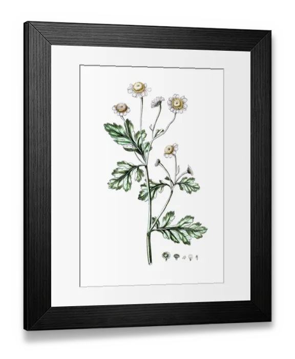 Framed Print : Matricaria parthenium, feverfew