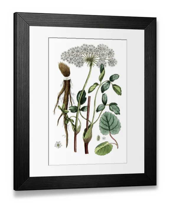 Framed Print : Laserpitium latifolium, digital reproduction of a historical original