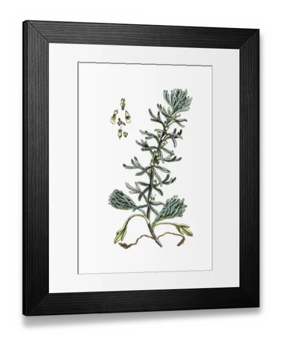 Framed Print : Teucrium chamaedrys, Gamander, digital reproduction of a historical model Framed Print : Teucrium chamaedrys, Gamander, digital reproduction of a historical model