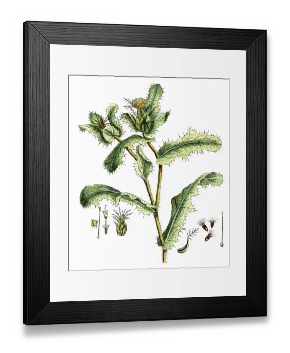 Framed Print : Centaurea benedicta, Benediktenkraut
