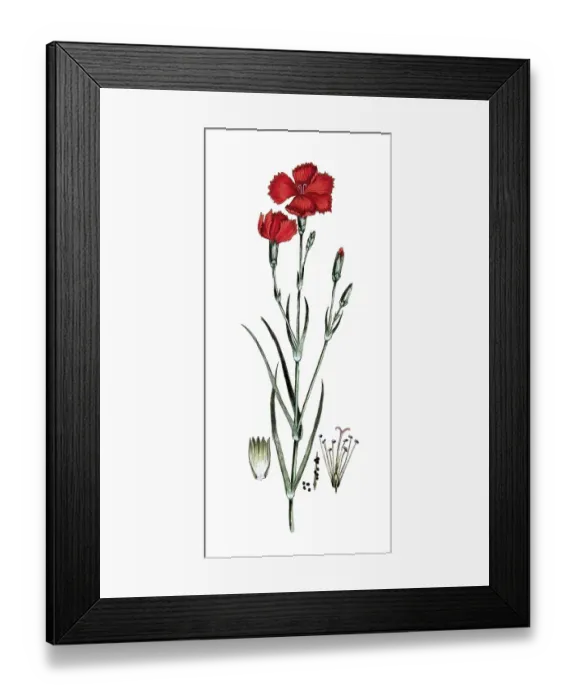 Framed Print : Dianthus caryophillus, country carnation