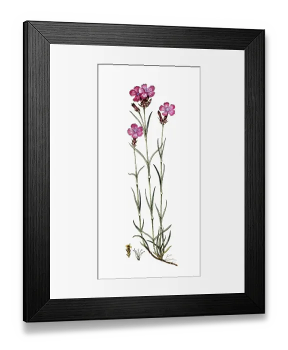Framed Print : Dianthus carthusianorum, Carthusian carnation