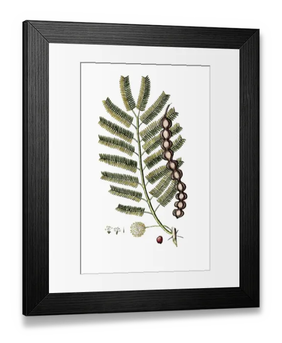 Framed Print : Mimosa nilotia, Egyptian Shield Thorn Framed Print : Mimosa nilotia, Egyptian Shield Thorn