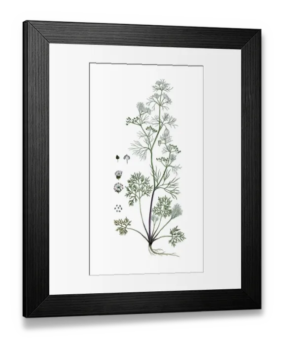 Framed Print : Trachyspermum ammi, Sison ammi