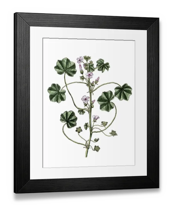 Framed Print : Malva rotundifolia, Malva pusilla Framed Print : Malva rotundifolia, Malva pusilla