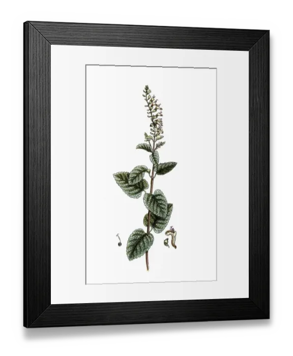 Framed Print : Teucrium scorodonia, sage-gamander Framed Print : Teucrium scorodonia, sage-gamander
