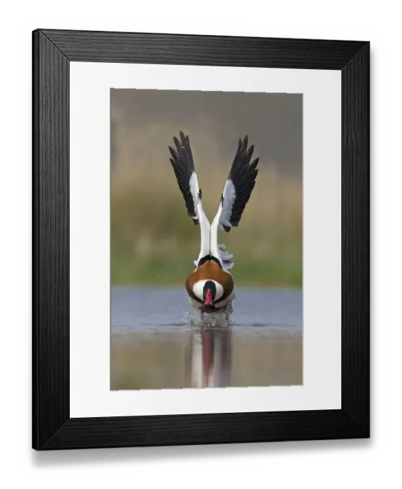 Framed Print : Common Shelduck (Tadorna tadorna) adult male, flying, taking off from pond, Suffolk, England, United Kingdom, Europe Framed Print : Common Shelduck (Tadorna tadorna) adult male, flying, taking off from pond, Suffolk, England, United Kingdom, Europe