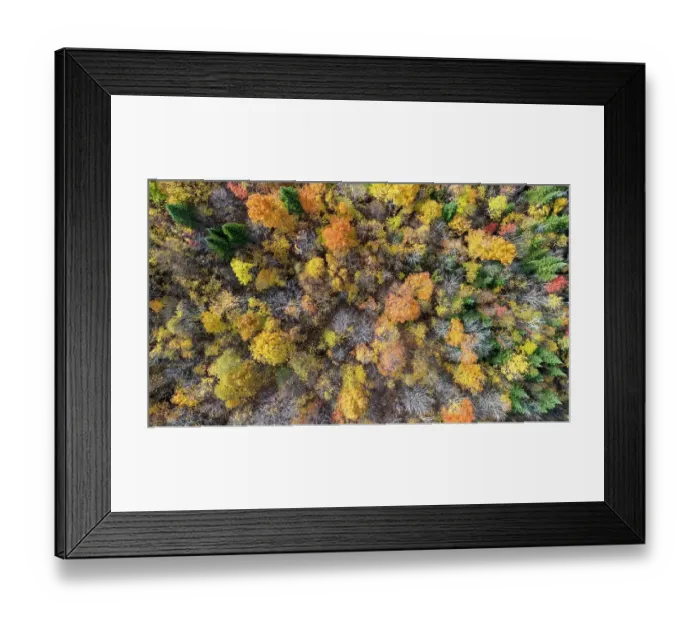 Framed Print : Boreal forest in late fall. Region of La Mauricie. Province of Quebec. Canada Framed Print : Boreal forest in late fall. Region of La Mauricie. Province of Quebec. Canada