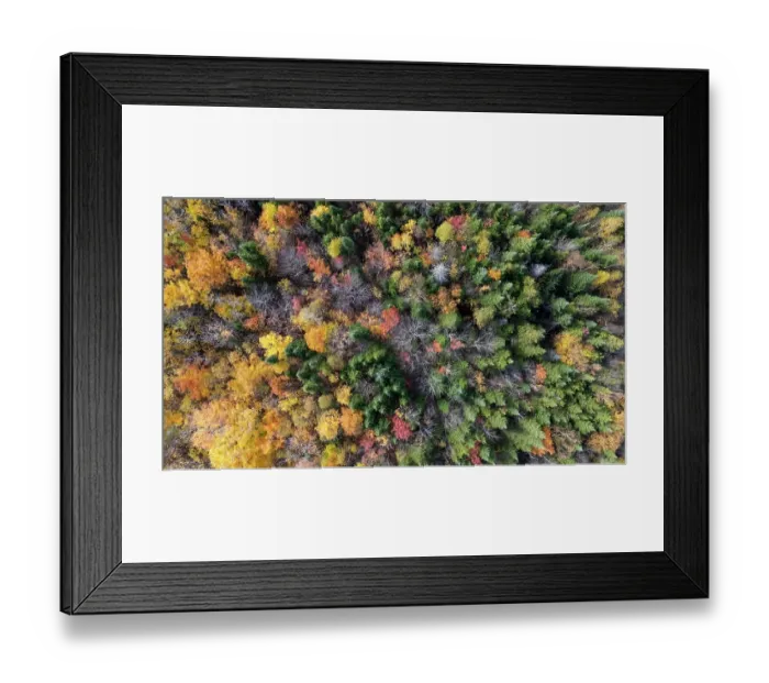 Framed Print : Boreal forest in late fall. Region of La Mauricie