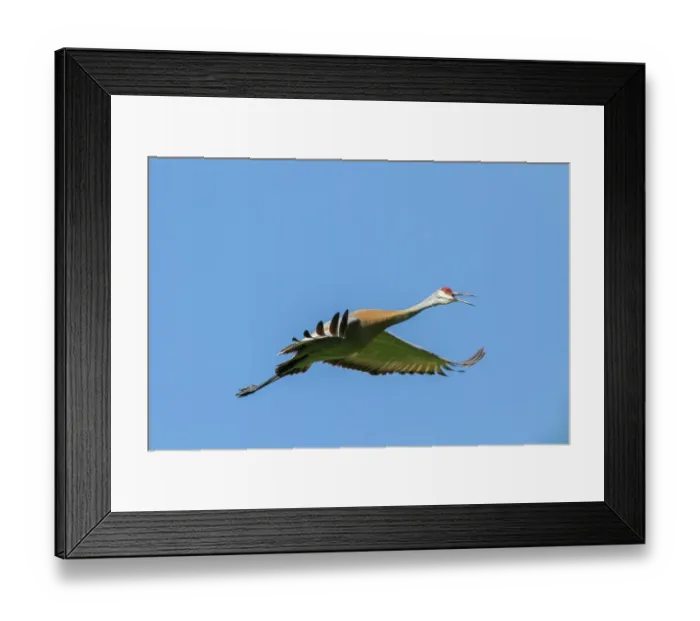 Framed Print : Sandhill crane (Grus canadensis) in flight under a blue sky