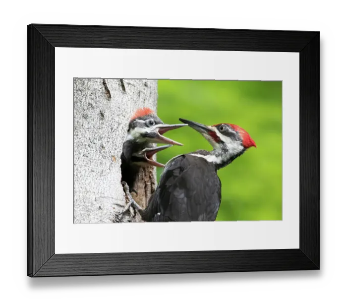 Framed Print : Pileated woodpecker (Dryocopus pileatus) feeding the young at the nest hole