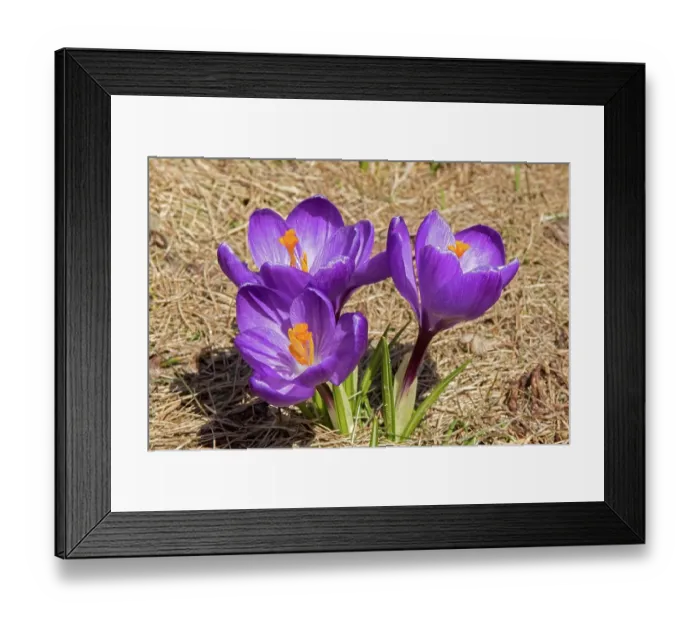 Framed Print : Spring crocus growing in a private garden