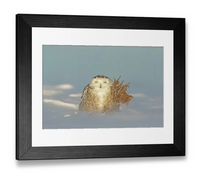 Framed Print : Snowy owl (bubo scandiacus), female resting on a snow-coverd meadow