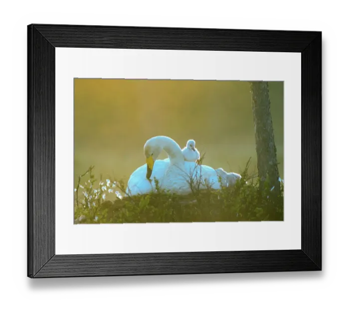 Framed Print : Whooper swan. Cygnus cygnus. Whooper swan at nest with a new born cygnet on its back Framed Print : Whooper swan. Cygnus cygnus. Whooper swan at nest with a new born cygnet on its back