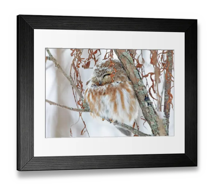 Framed Print : Northern saw-whet owl (Aegolius acadicus) Framed Print : Northern saw-whet owl (Aegolius acadicus)