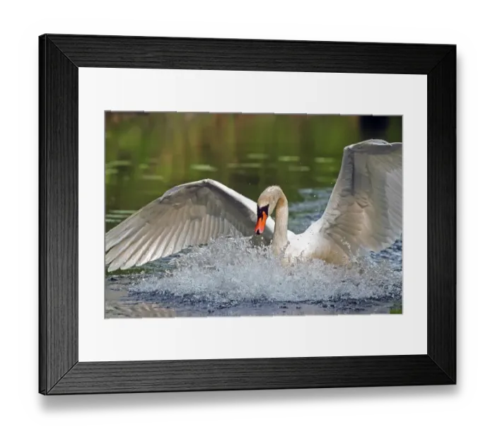 Framed Print : Mute swan. Cygnus olor. A swan lands on a river