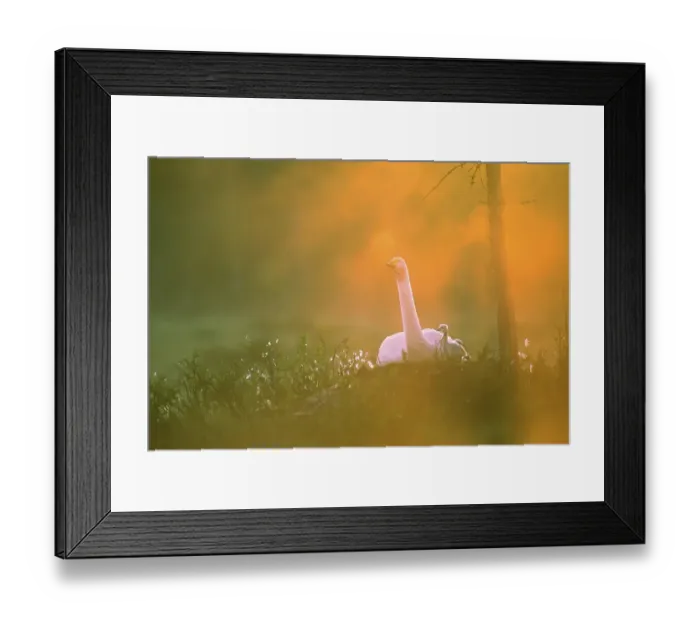 Framed Print : Whooper swan. Cygnus cygnus. Whooper swan at nest with new born cygnet