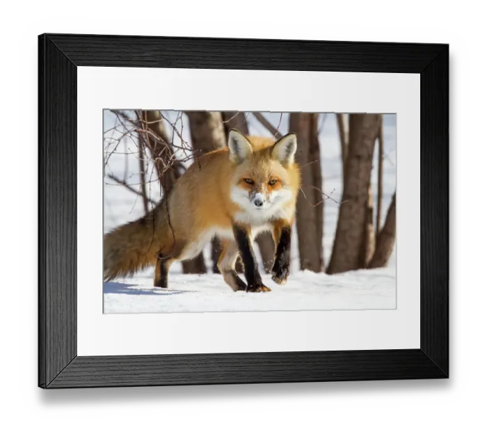 Framed Print : Red fox. Vulpes vulpes. Red fox walking in the snow and watching ahead Framed Print : Red fox. Vulpes vulpes. Red fox walking in the snow and watching ahead