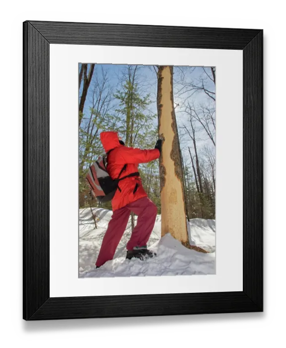 Framed Print : Woman watching a tree gnawed by a North American porcupine during winter