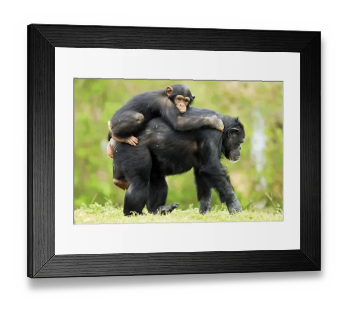 Framed Print : Chimpanzee (Pan troglodytes), female with young