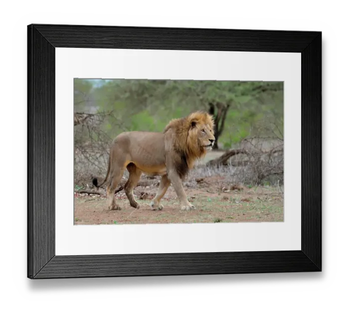 Framed Print : Lion (Panthera leo), adult male walking, Kruger National Park, South Africa, Africa