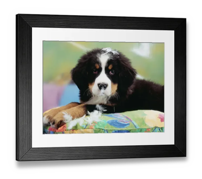 Framed Print : Bernese Mountain Dog, Puppy Destroying Pillow