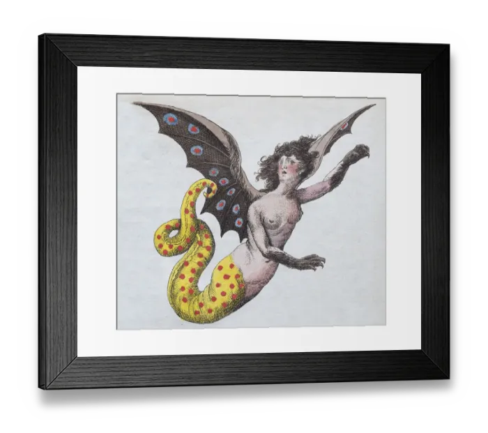 Framed Print : Harpy, mythical creature Framed Print : Harpy, mythical creature