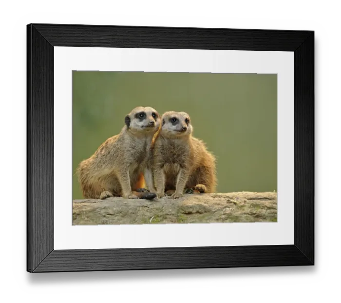 Framed Print : Meerkats (Suricata suricatta), juveniles
