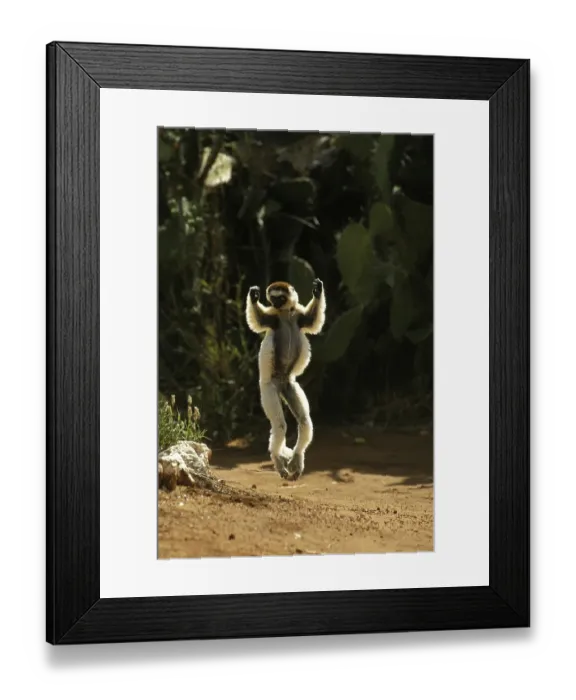 Framed Print : Verreaux's Sifaka (propithecus verreauxi)
