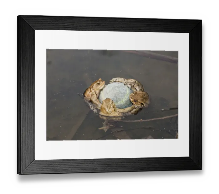 Framed Print : Common Toads (Bufo bufo) clinging tennis ball Framed Print : Common Toads (Bufo bufo) clinging tennis ball