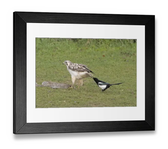 Framed Print : Common Buzzard, steppe buzzards (Buteo buteo) Framed Print : Common Buzzard, steppe buzzards (Buteo buteo)