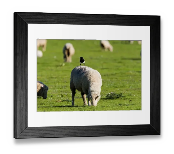 Framed Print : Magpie on the back of a sheep