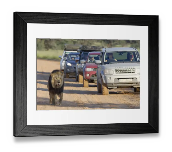 Framed Print : Black-maned lion (Panthera leo melanochaita)