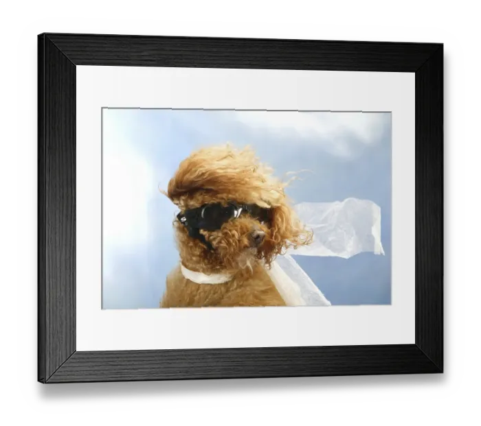 Framed Print : Dwarf poodle, red-apricot, in aviator outfit