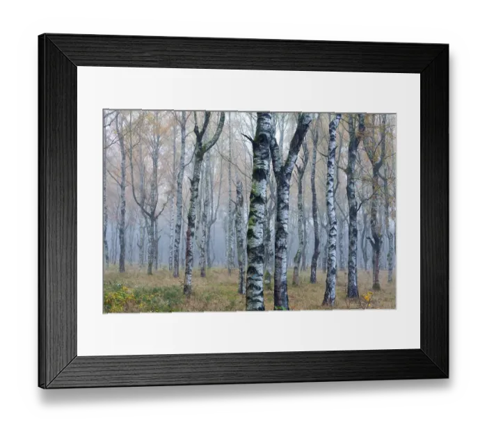 Framed Print : Birches, birch forest, Hesse, Germany, Europe Framed Print : Birches, birch forest, Hesse, Germany, Europe