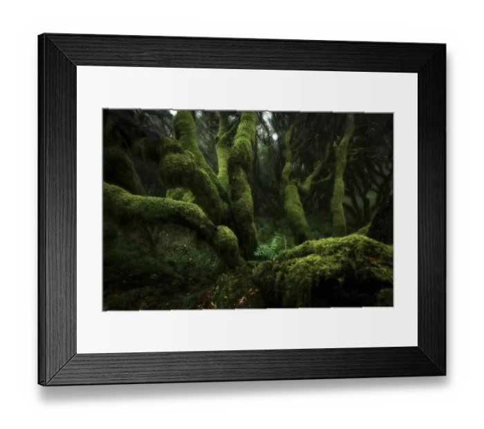 Framed Print : Moss-covered trees in laurel forest