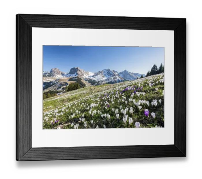 Framed Print : Blossoming crocus meadow near Gurnigelpass
