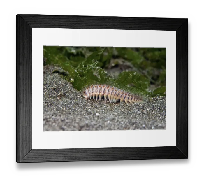 Framed Print : Golden fire worm (Chloeia flava)