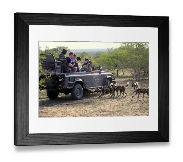 Framed Print : Safari, watching pack of African wild dogs (Lycaon pictus)