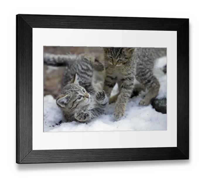 Framed Print : Wildcat (Felis silvestris), young animal Framed Print : Wildcat (Felis silvestris), young animal
