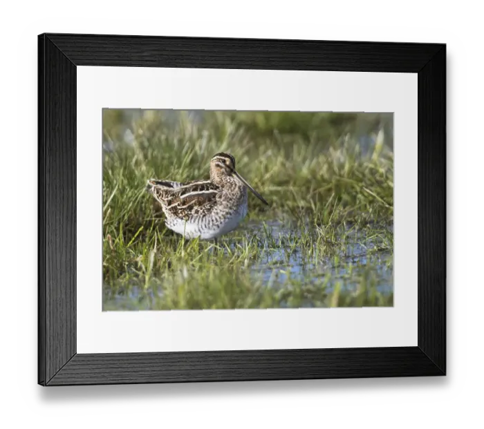 Framed Print : Common snipe (Gallinago gallinago) stands in a damp meadow