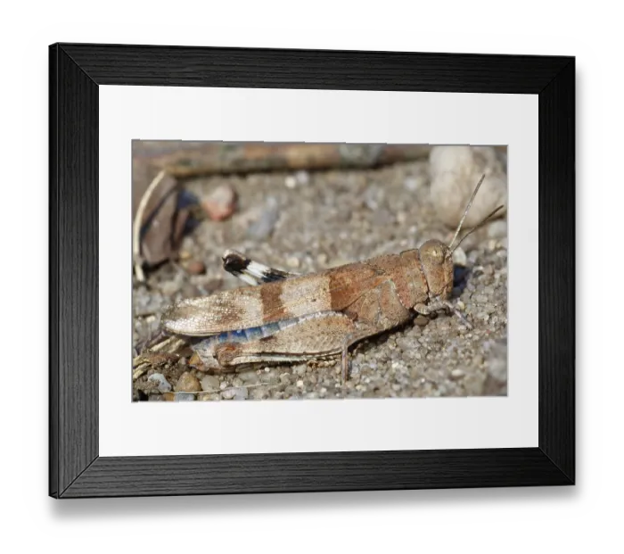 Framed Print : Blue-winged grasshopper (Oedipoda caerulescens)