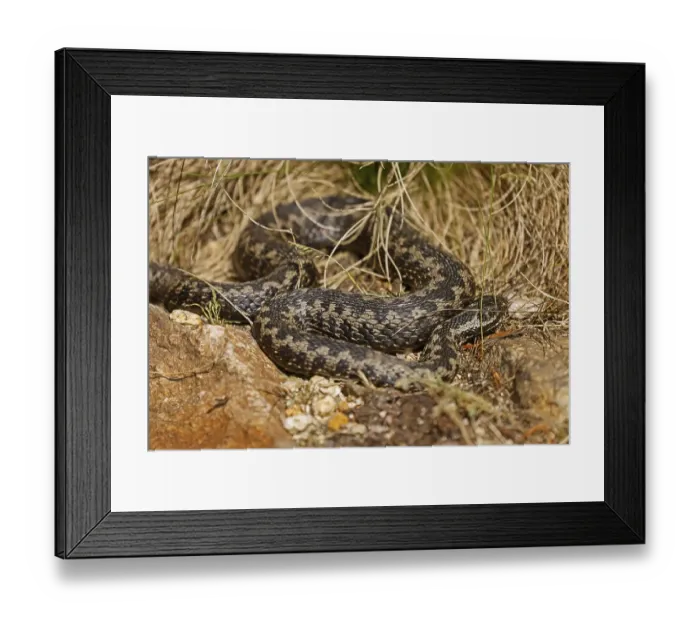 Framed Print : Common european viper (Vipera berus) sunning itself