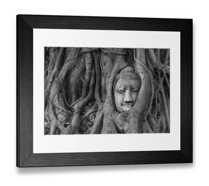 Framed Print : Buddha statue head ingrown in strangler fig roots (Ficus religiosa), Wat Mahathat, Ayutthaya, Central Thailand