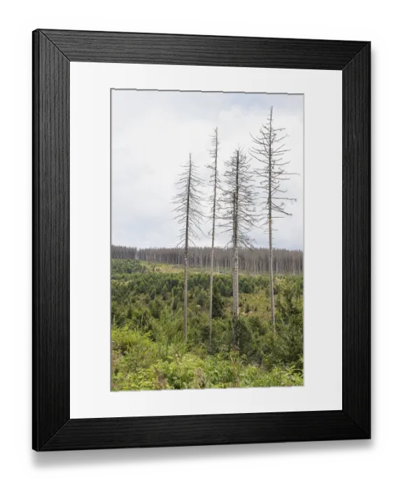 Framed Print : Large areas affected by forest dieback Framed Print : Large areas affected by forest dieback