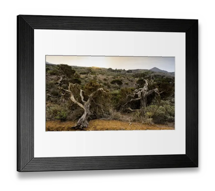 Framed Print : Juniper tree, at sunset, El Sabinar Framed Print : Juniper tree, at sunset, El Sabinar