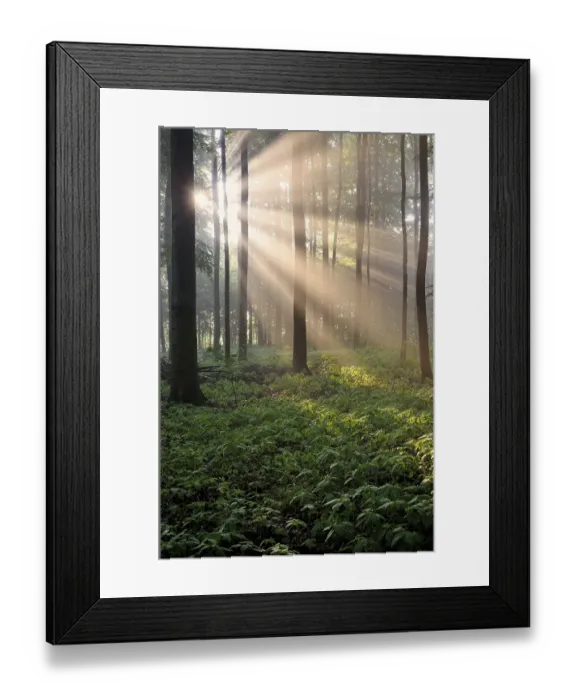 Framed Print : European beeches (Fagus sylvatica)